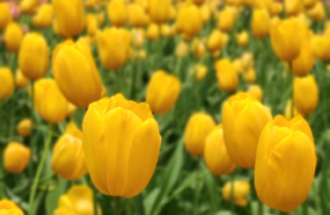 寄望富民創業貸 12333為您解疑答惑